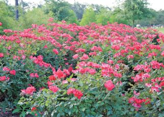 knockout clusters nonstop produce bachman gary