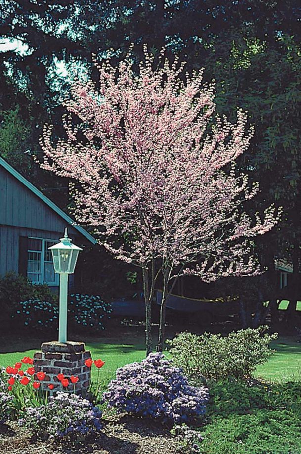 Spring planting is near Arbor Day Foundation offers redbud trees The