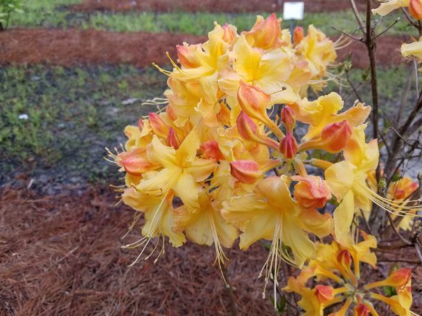 Southern Gardening Deciduous Azaleas Can Prosper In Full Sun The Dispatch