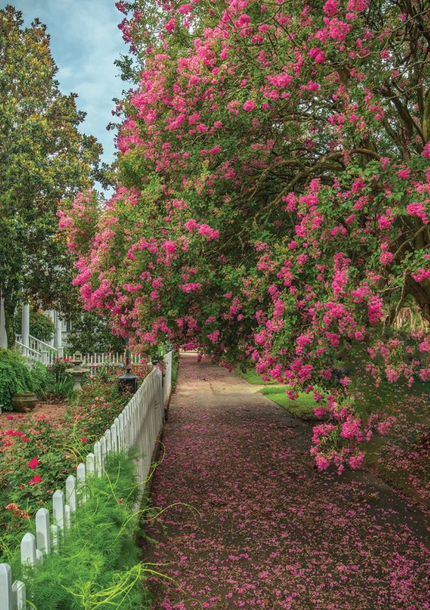 Worth the drive Natchez International Crepe Myrtle Festival opens June