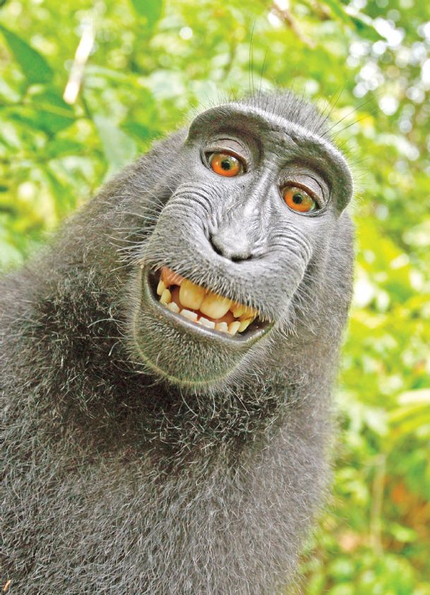 Monkeys take 'selfies,' copyright dispute ensues from camera owner