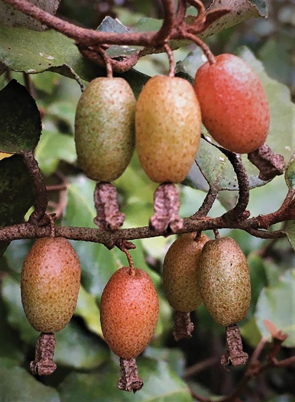 In the garden with Felder Take a 'tasteful' look around The Dispatch