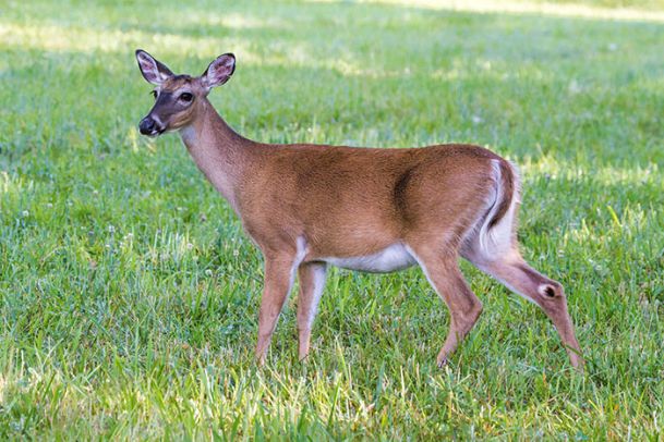 Birney Imes: White-tailed deer 101 - The Dispatch