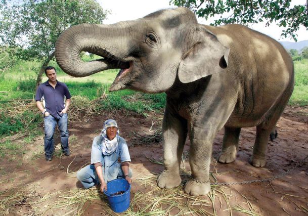 Coffee From An Elephant's Gut Fills A $50 Cup - The Dispatch