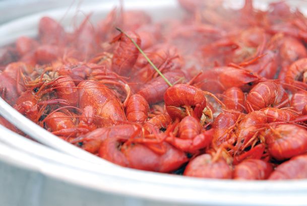 crustacean-craze-it-s-crawfish-time-twist-some-tails-the-dispatch