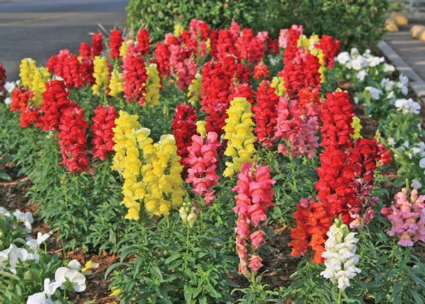 Southern Gardening: Snapdragons meet winter challenges - The Dispatch