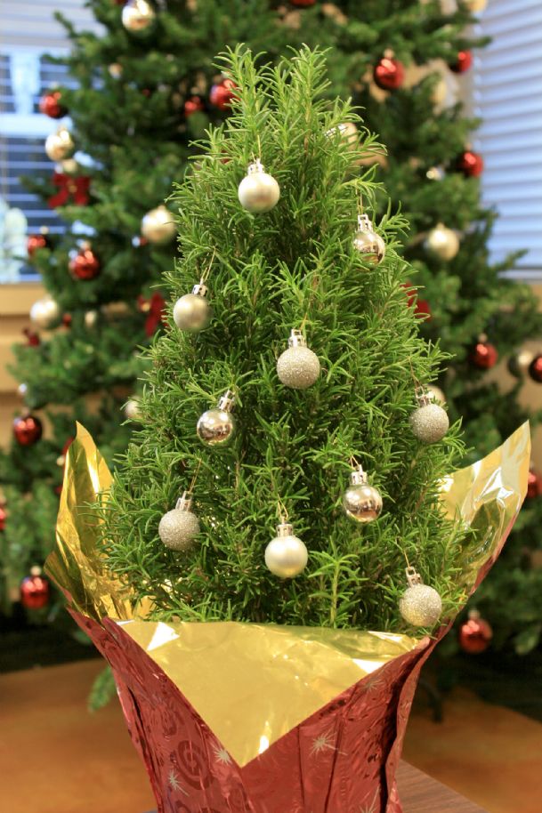 Southern gardening: Rosemary makes unique Christmas decoration - The Dispatch