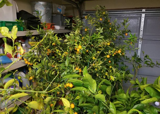 Southern Gardening: Citrus trees' harvest makes them worth growing