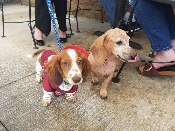 what restaurants allow dogs