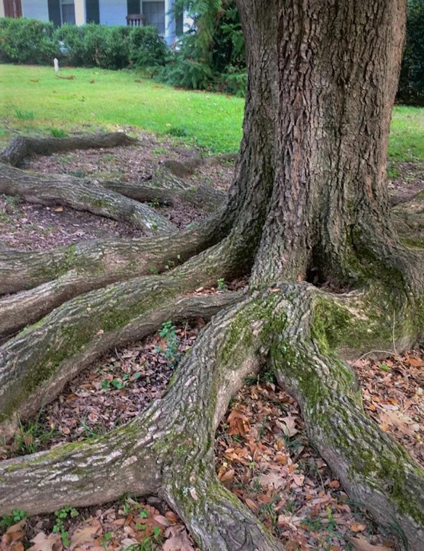 In the garden with Felder Exposed roots? Celebrate them The Dispatch