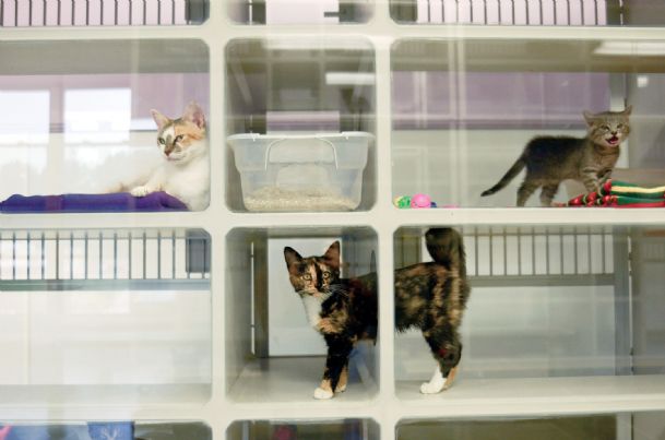 cat condos for shelters