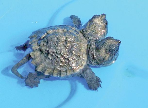 Maine woman finds 2-headed snapping turtle - The Dispatch