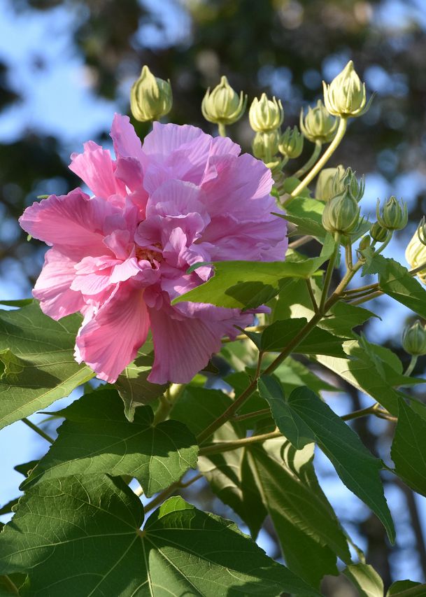 Southern Gardening Confederate rose is great for fall blooms The