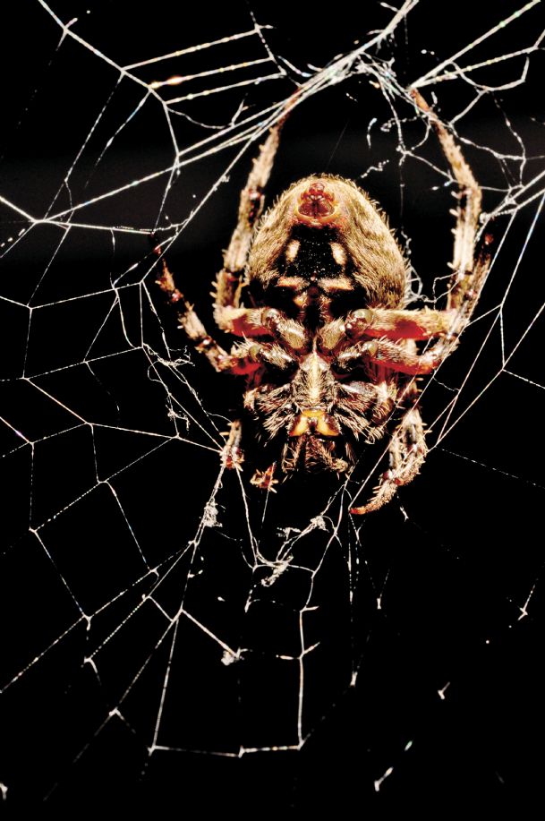 Spiders are among most effective predators of plant pests The Dispatch