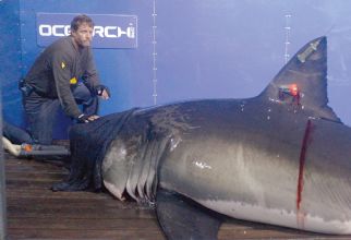 Researchers tag great white sharks off Cape Cod - The Dispatch